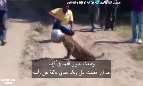 ‫حيوان الفهد في ورطة (وعاء معدني عالق في رأسة)‬‎