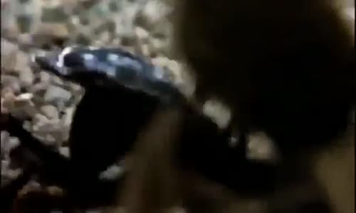 tarantule vs guépeرائع عالم الحشرات 