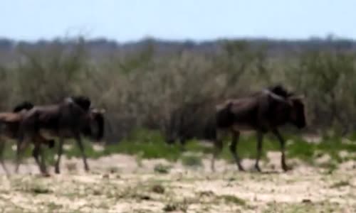 ‫حيوانات ناميبيا namibia etocha‬‎ 