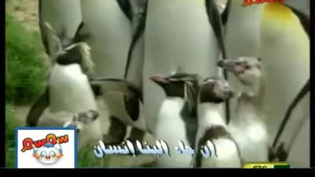 أنشودة البطريق - قناة سمسم