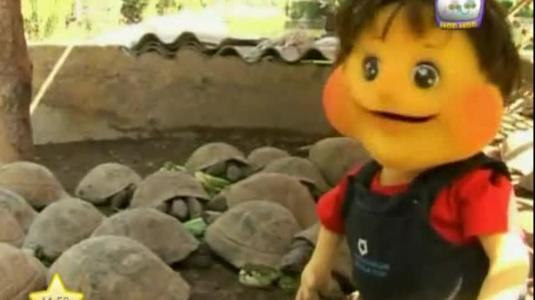 عماد في حديقة الحيوان - السلحفاة