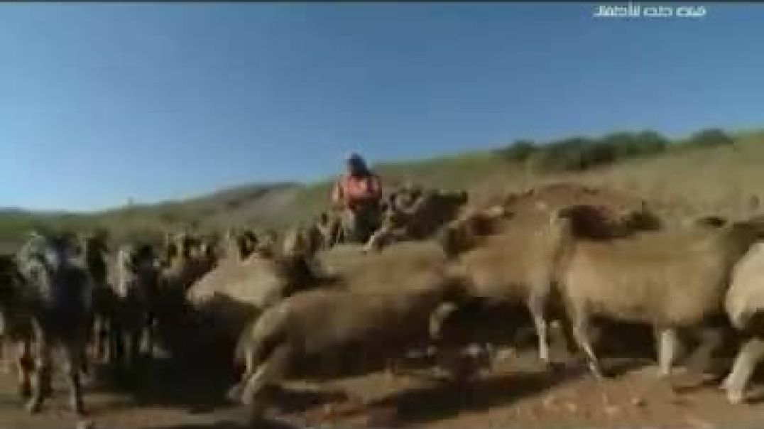 أنشودة يا غنماتي - قناة طه