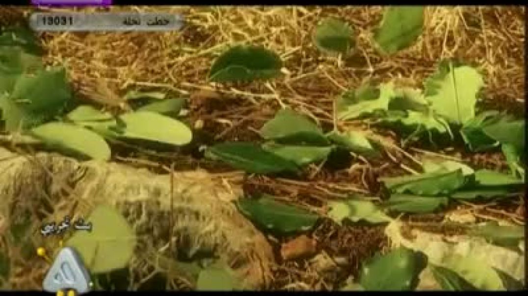 نشيد عقيدتي التوحيد - قناة هادي