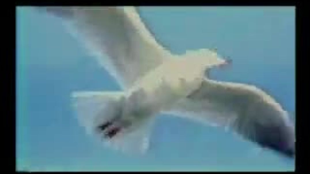 قناة سنا - طائر النورس