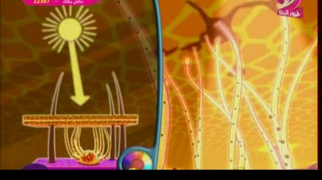 اكتشف مع سليم - معلومات عن الجلد