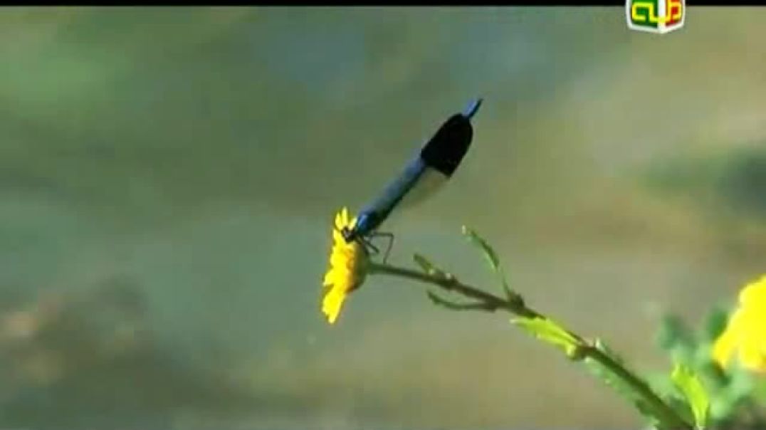 أنشودة نجمة حب - قناة طه