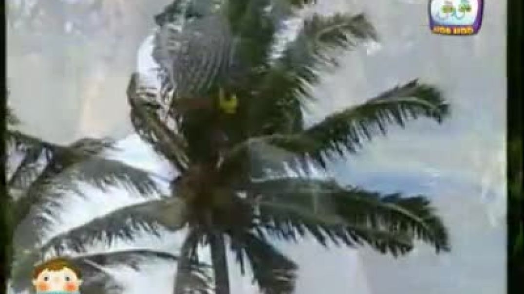 أنشودة يا سيدي يا رسول الله