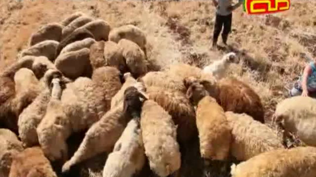 اسم و صورة - الخروف - قناة طه