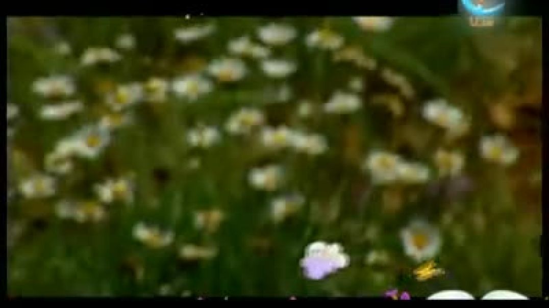 أنشودة فراشتان - قناة سنا