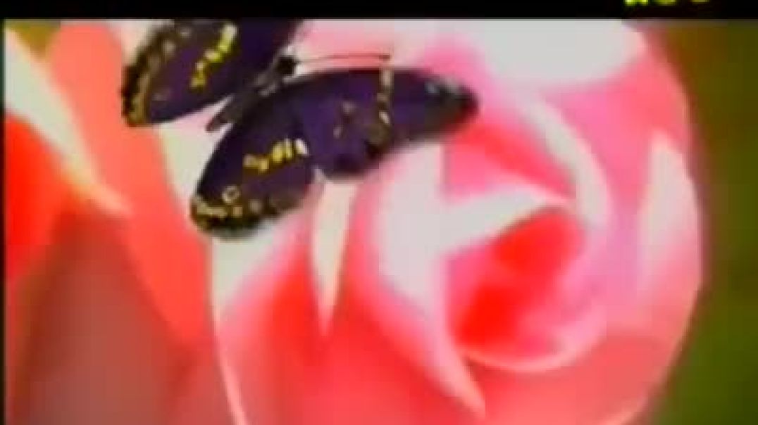 أنشودة الورد