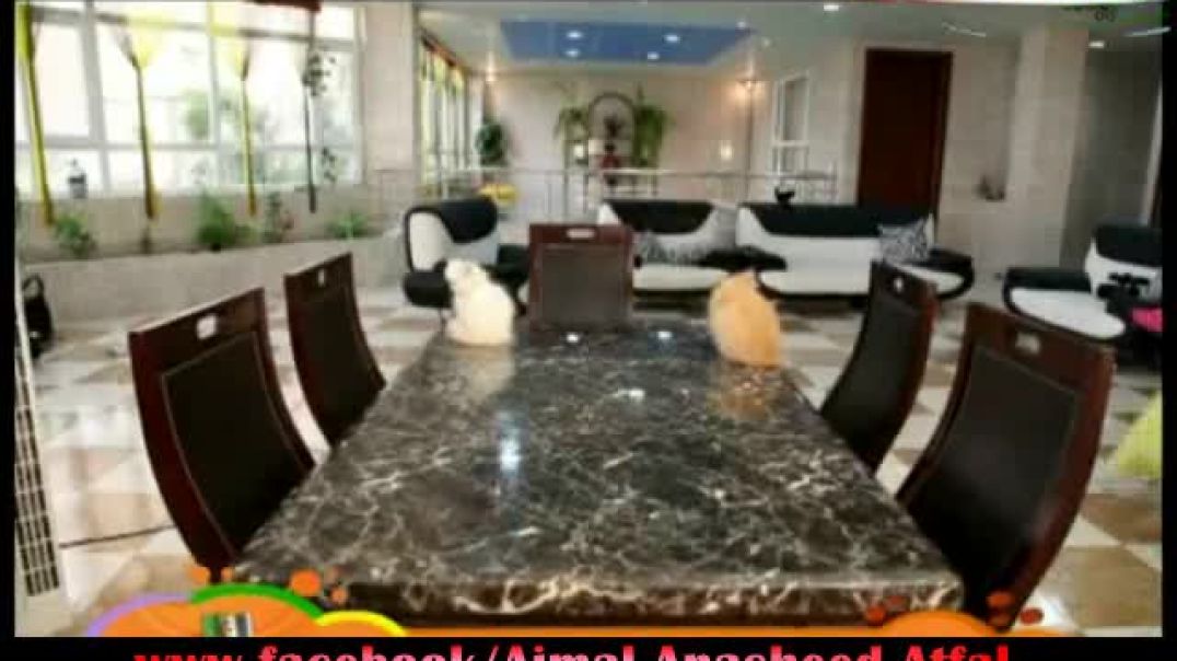 أنشودة القطة - رند - قناة بيلستانك الكردية