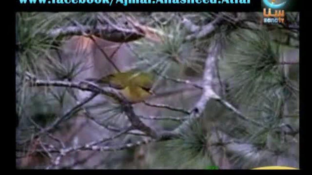 أنشودة العصفور - قناة سنا