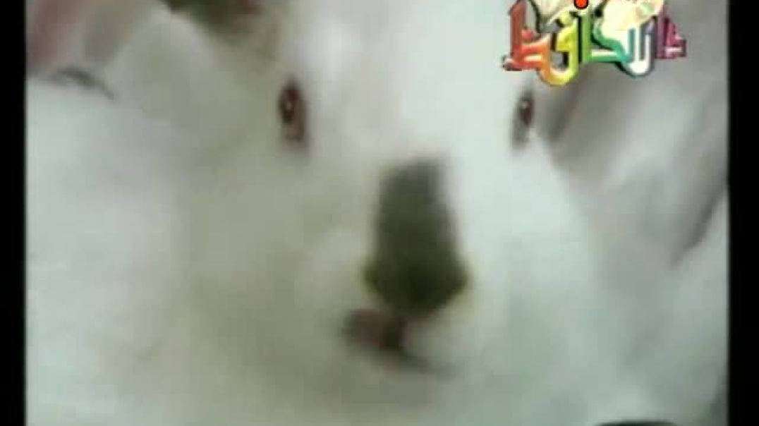 أنشودة قفز الأرنب - عنان الخياط