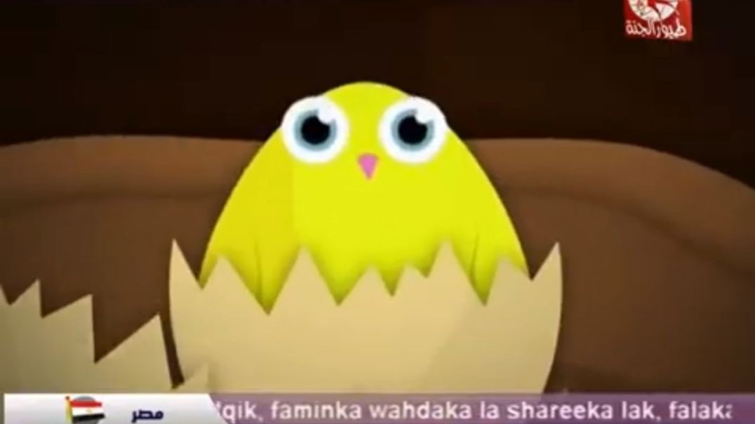 الكتكوت طيور الجنة mpg