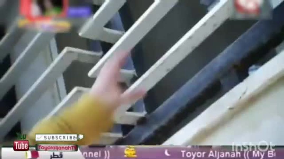 شفتوا سمعتوا - اسامة النسعة - بدون إيقاع - طيور الجنة