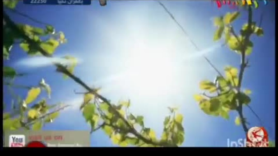 أنشودة توت توت - طيور الجنة